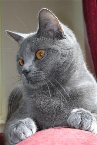 プロのパーソナルカラー・骨格・顔タイプ診断受けたことある人