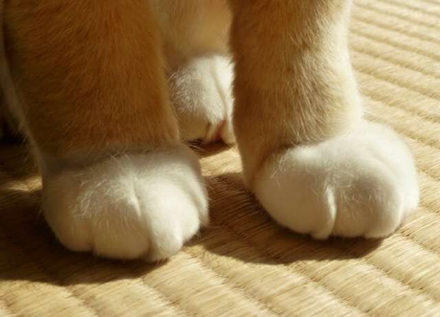 元気がでるトピ