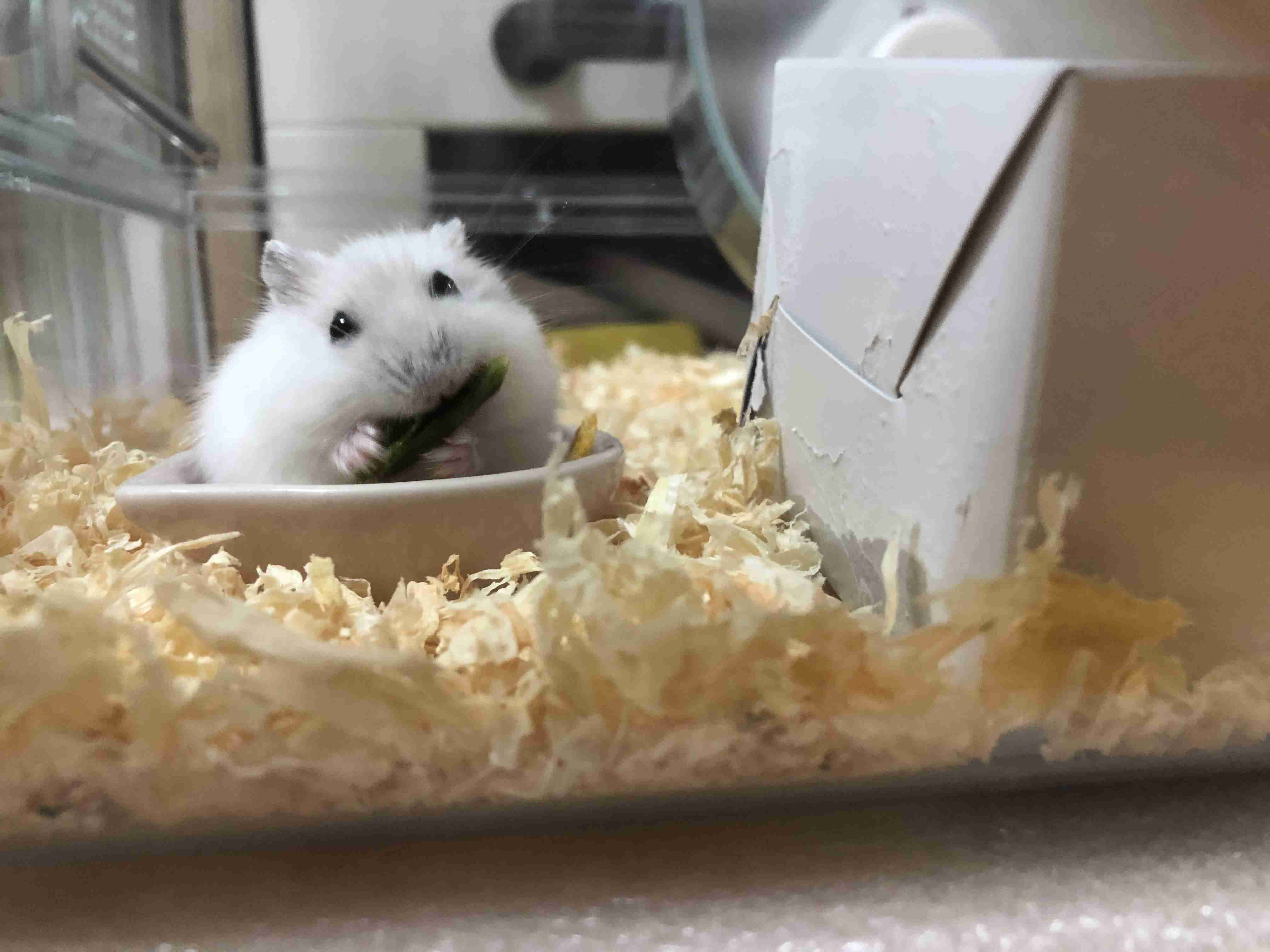 元気がでるトピ