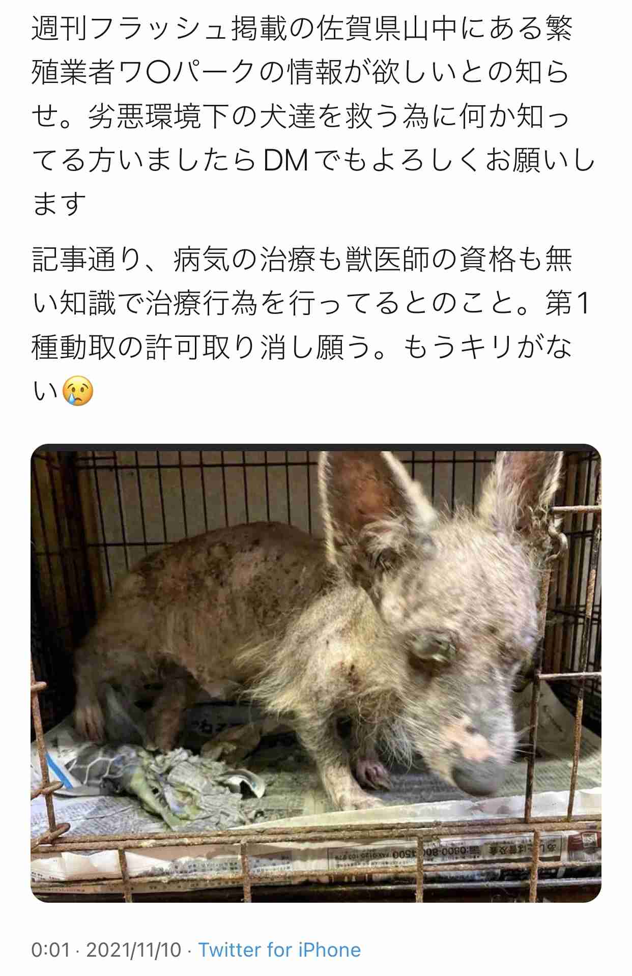仏、ペット店で犬猫販売禁止へ 動物愛護で24年から