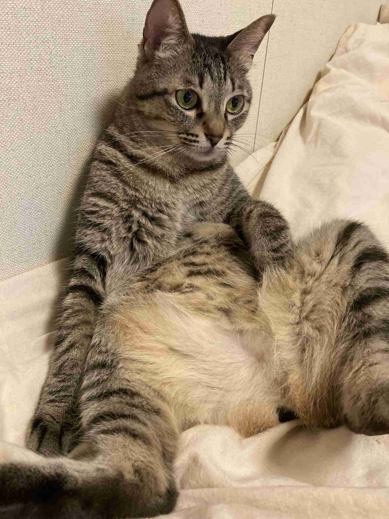 ãéè«ãðââ¬ç«é£Œãç·åããðââ¬ãæ
å ±å
±æã