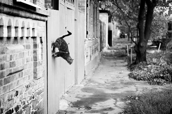 これ本当なの？と思った画像を貼るトピ