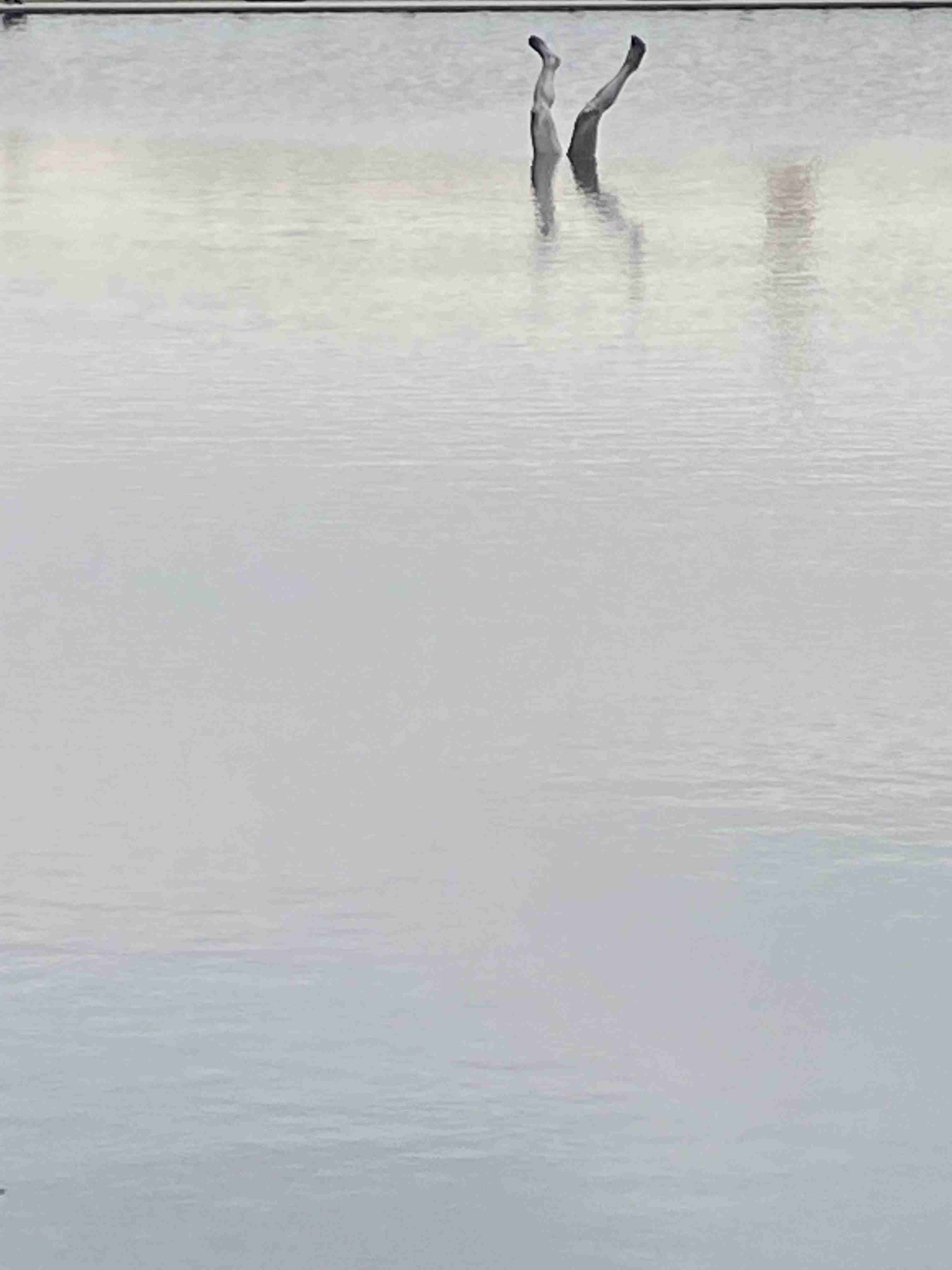 寒い画像選手権