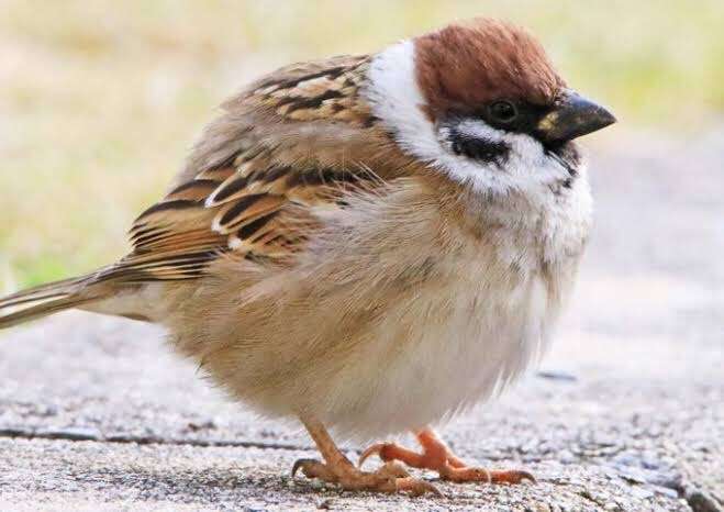 寒い画像選手権