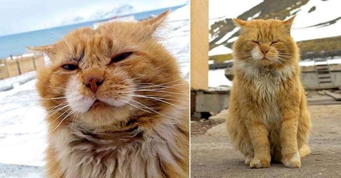 寒い画像選手権