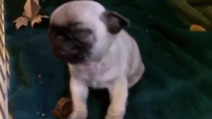 カクン寝はなぜ気持ちいい？