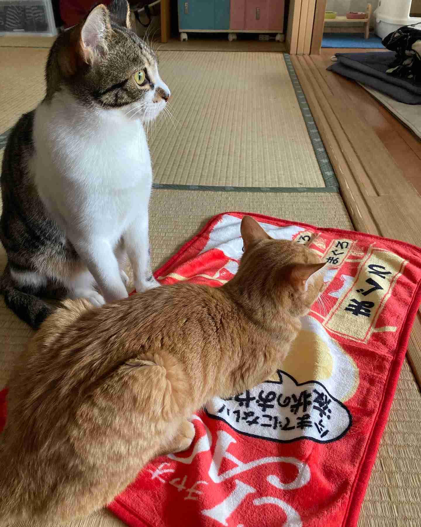 ブラックフライデーで何買う?