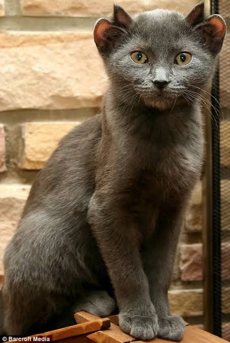 「4つの耳」を持つ子猫、SNSの人気者に　トルコ