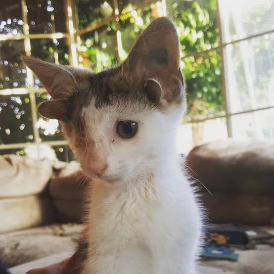 「4つの耳」を持つ子猫、SNSの人気者に　トルコ