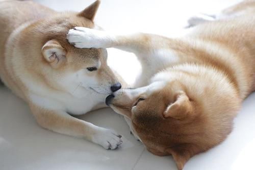 【いい夫婦の日】いろんな夫婦が見たい