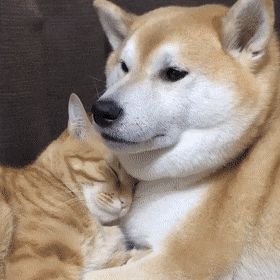 【いい夫婦の日】いろんな夫婦が見たい