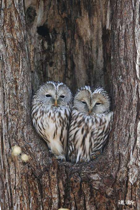 【いい夫婦の日】いろんな夫婦が見たい