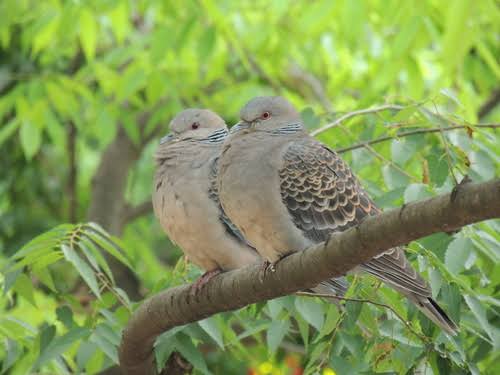 【いい夫婦の日】いろんな夫婦が見たい
