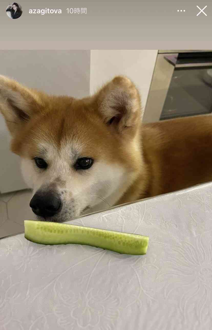秋田犬好きな方!!