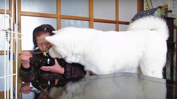 秋田犬好きな方!!