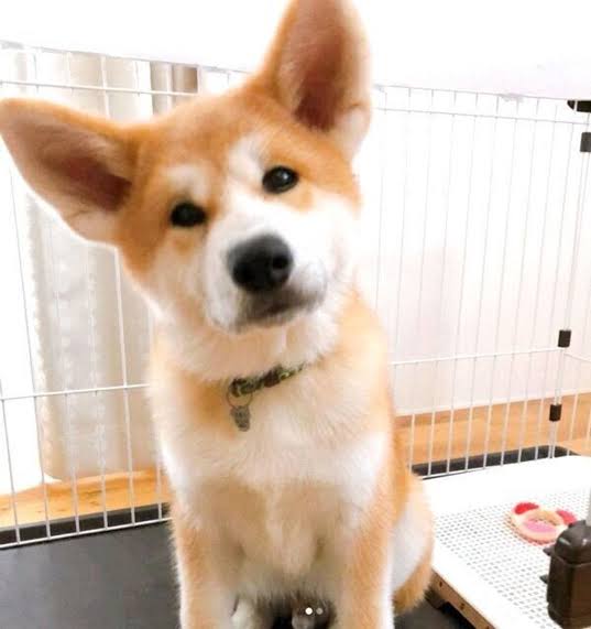 秋田犬好きな方!!
