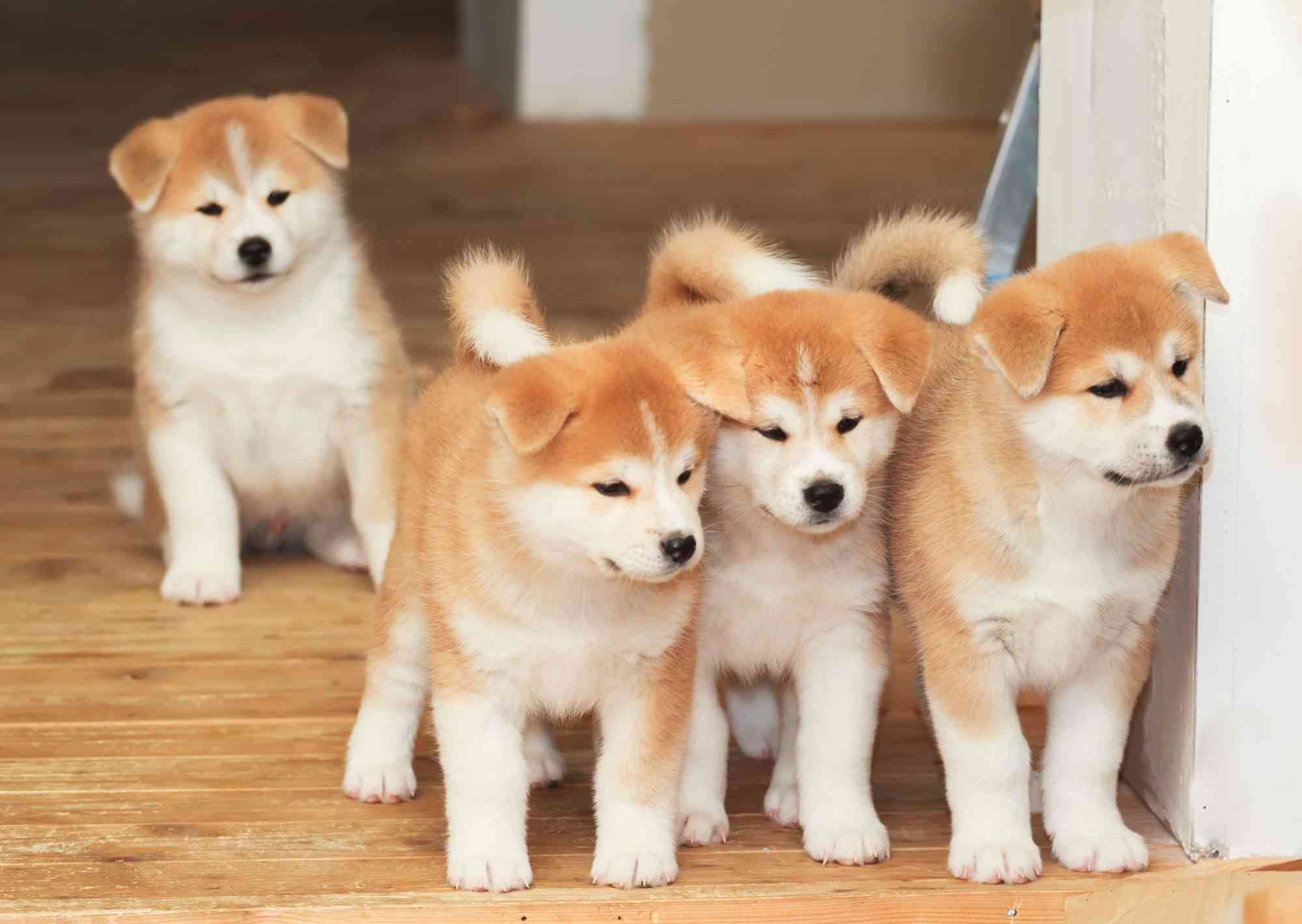 秋田犬好きな方!!