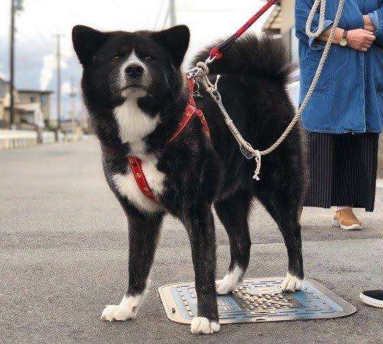 秋田犬好きな方!!