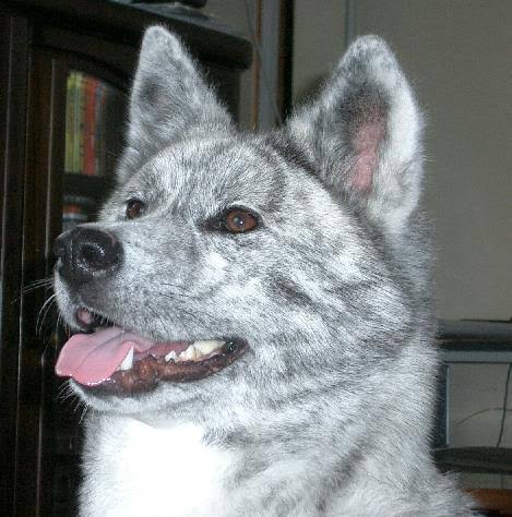秋田犬好きな方!!
