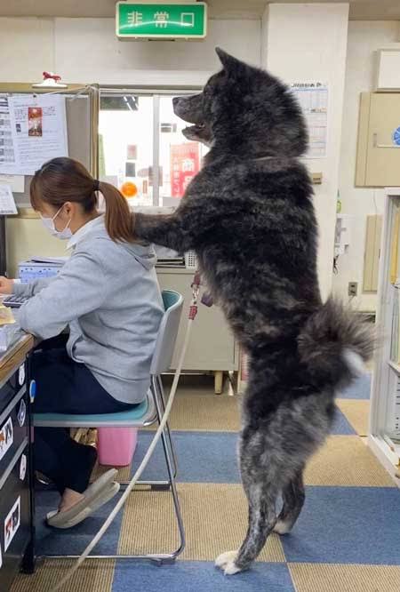 秋田犬好きな方!!