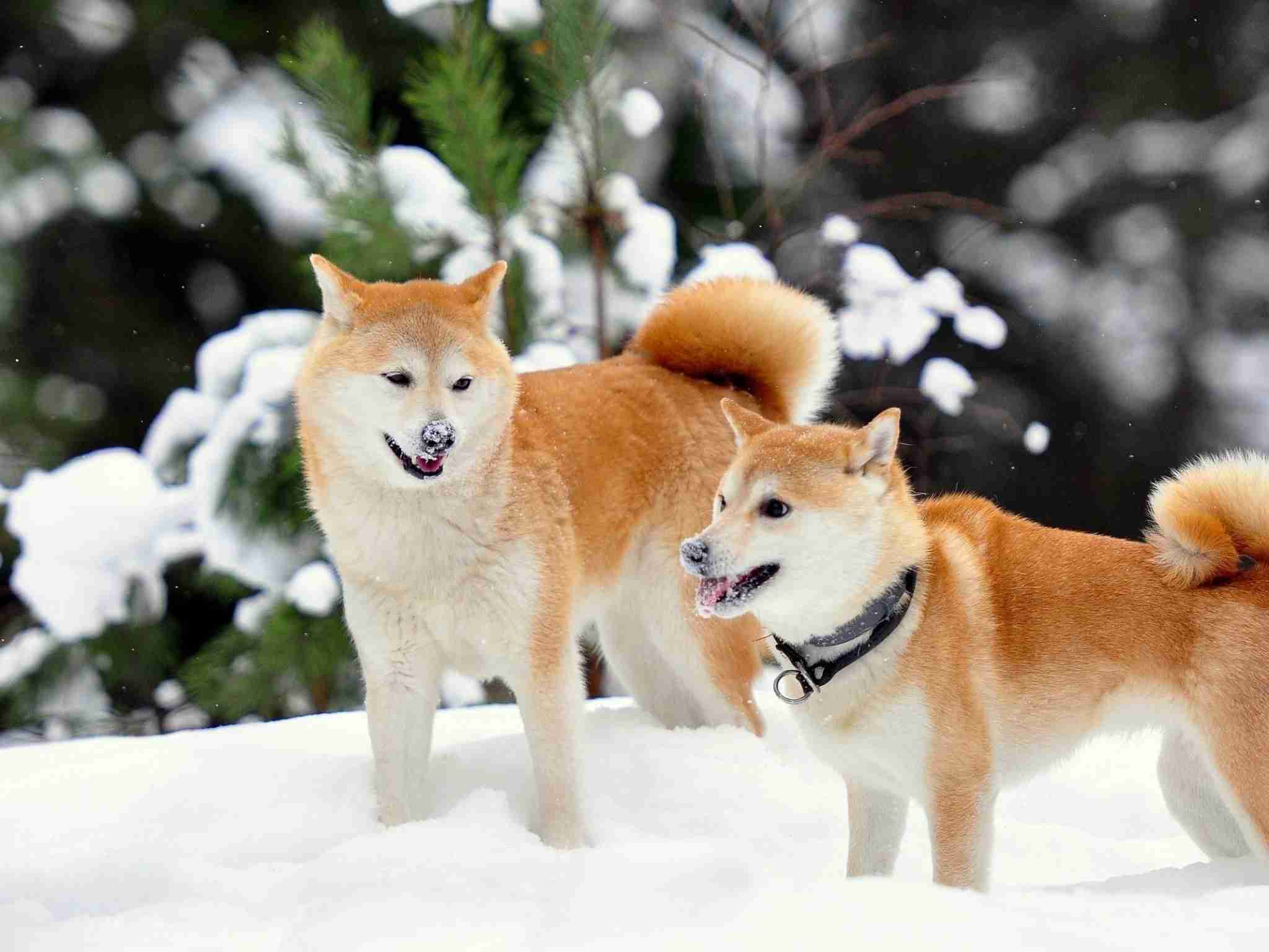 秋田犬好きな方!!
