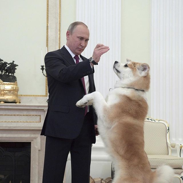 秋田犬好きな方!!