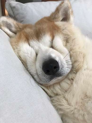 秋田犬好きな方!!