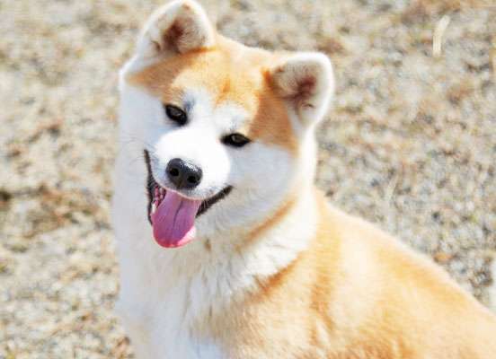 秋田犬好きな方!!