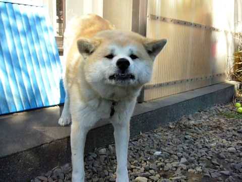 秋田犬好きな方!!