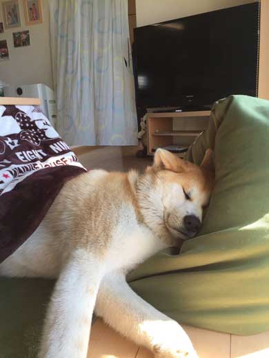 秋田犬好きな方!!