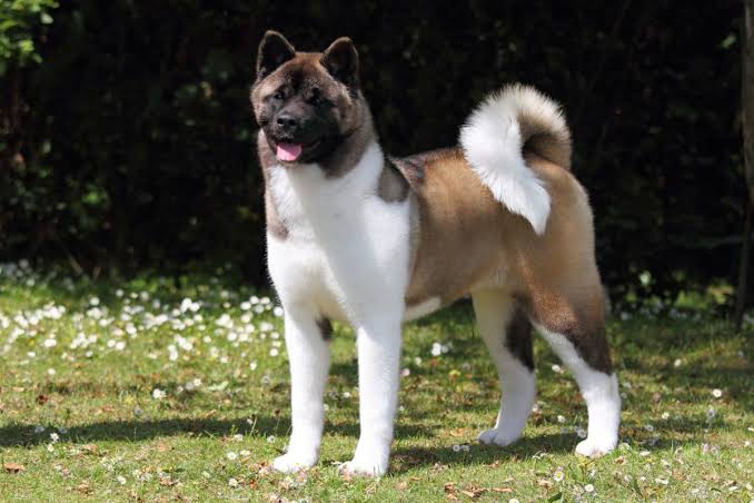 秋田犬好きな方!!