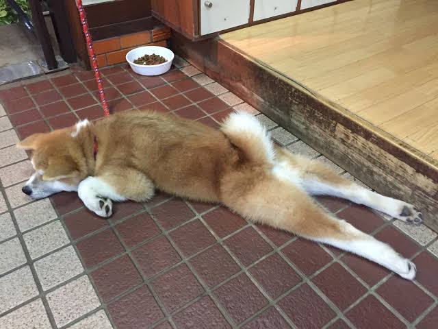 秋田犬好きな方!!