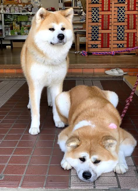秋田犬好きな方!!