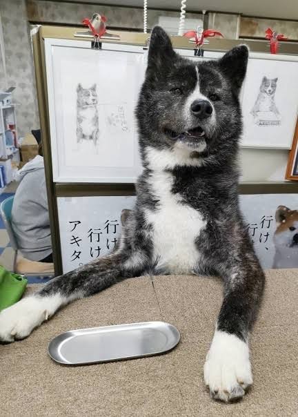 秋田犬好きな方!!