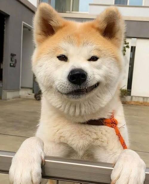 秋田犬好きな方!!
