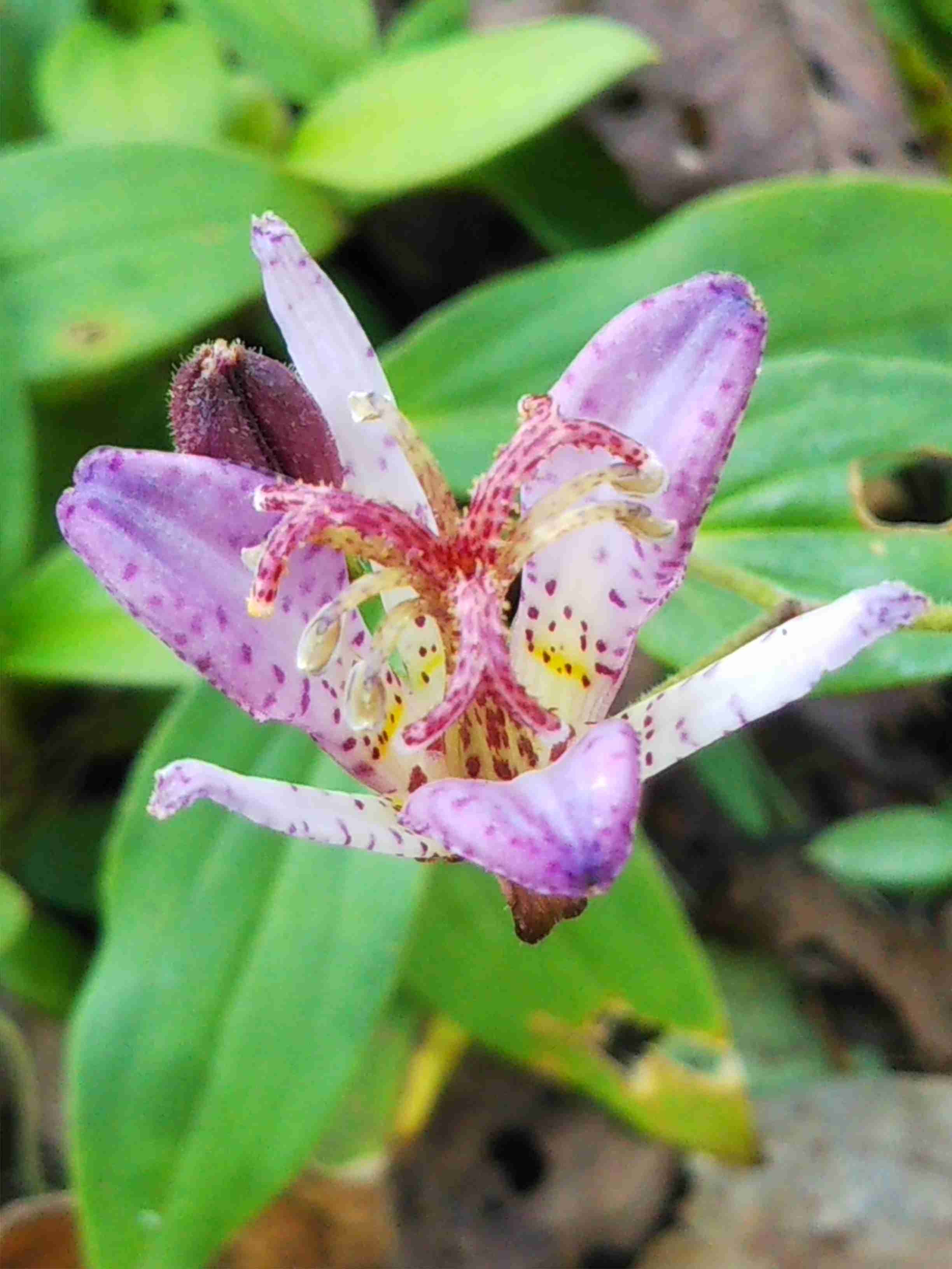 【ガーデニング】ガルちゃん園芸部【花・植物】part8