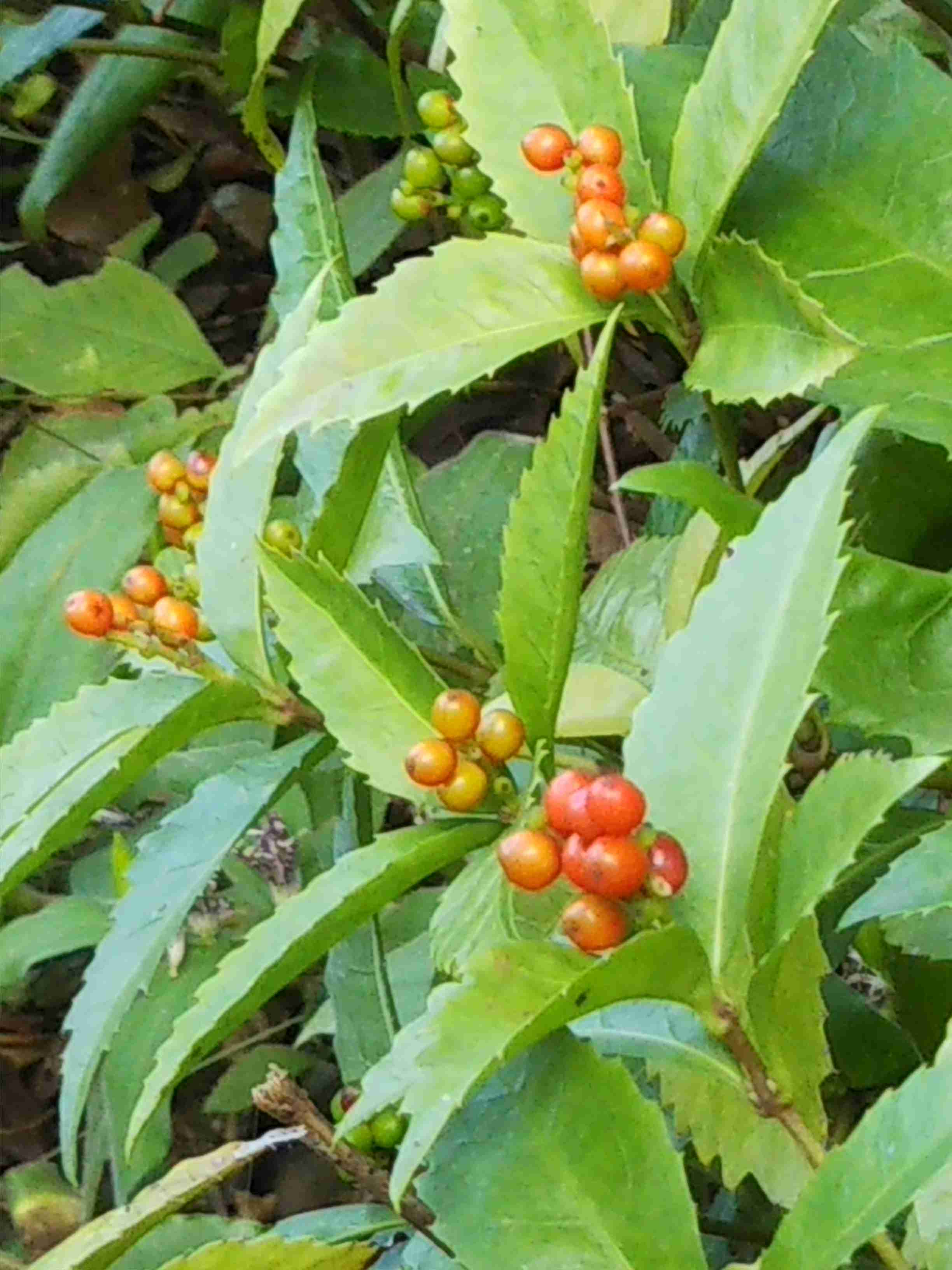 【ガーデニング】ガルちゃん園芸部【花・植物】part8