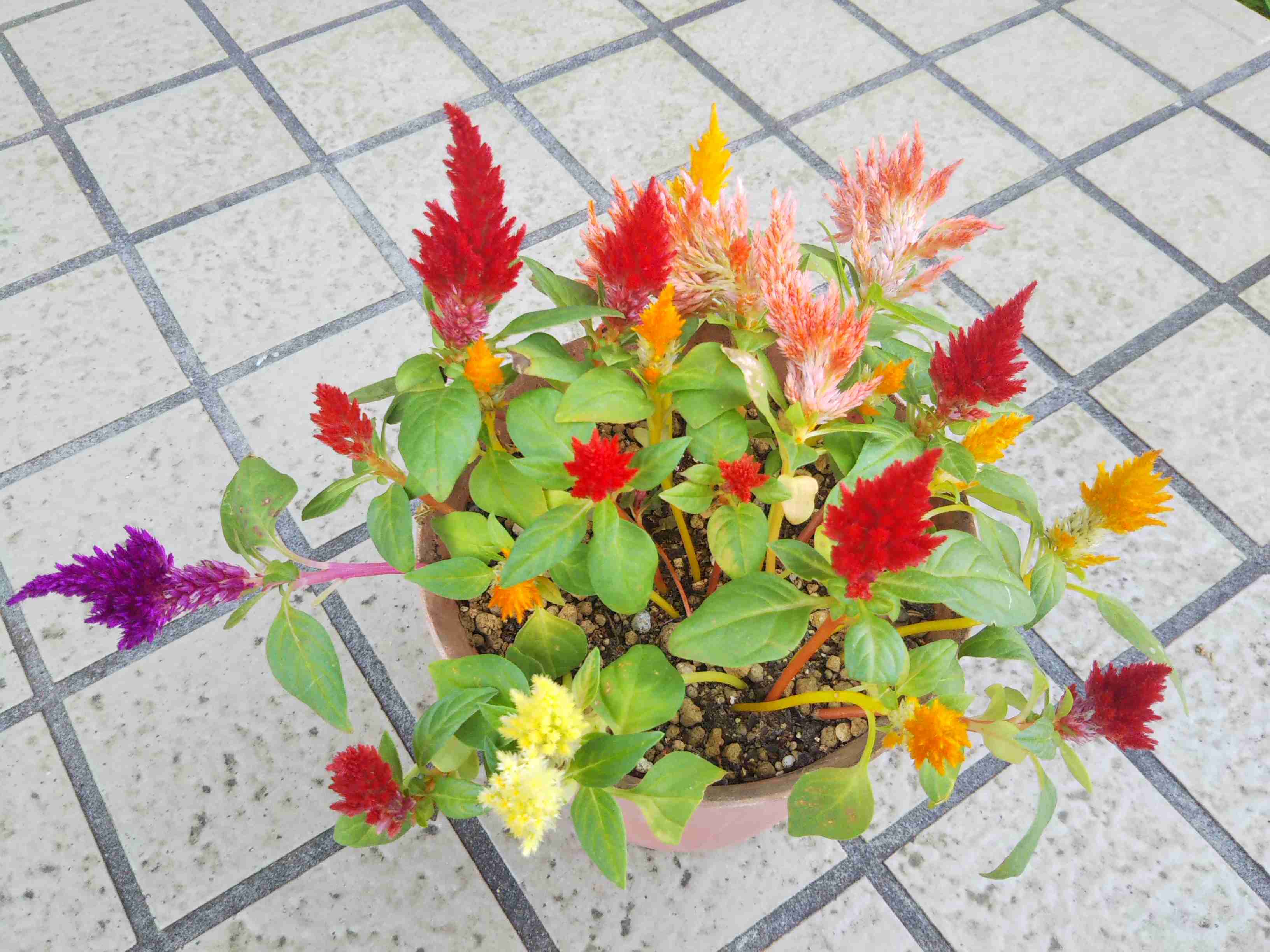 【ガーデニング】ガルちゃん園芸部【花・植物】part8