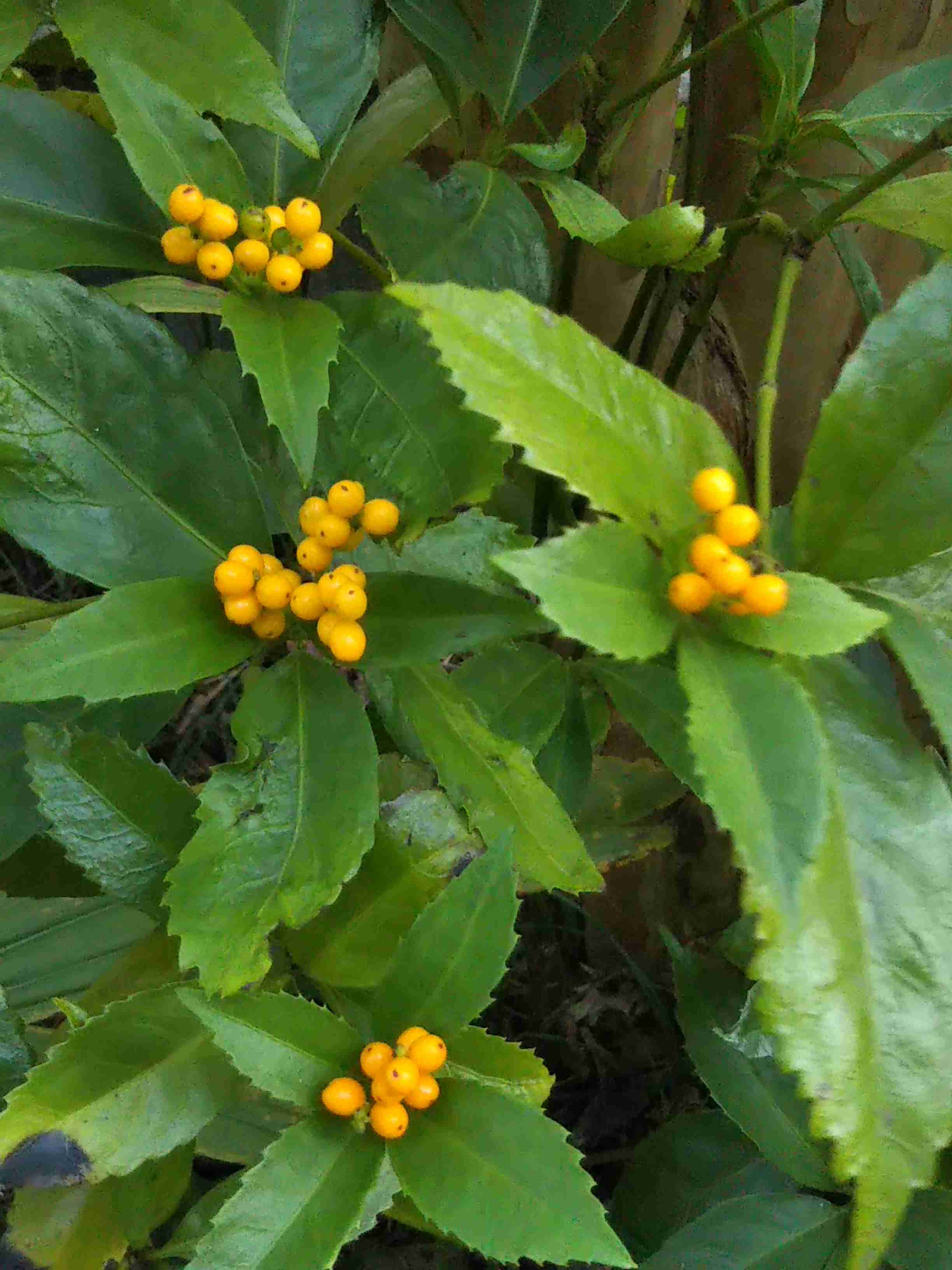 【ガーデニング】ガルちゃん園芸部【花・植物】part8