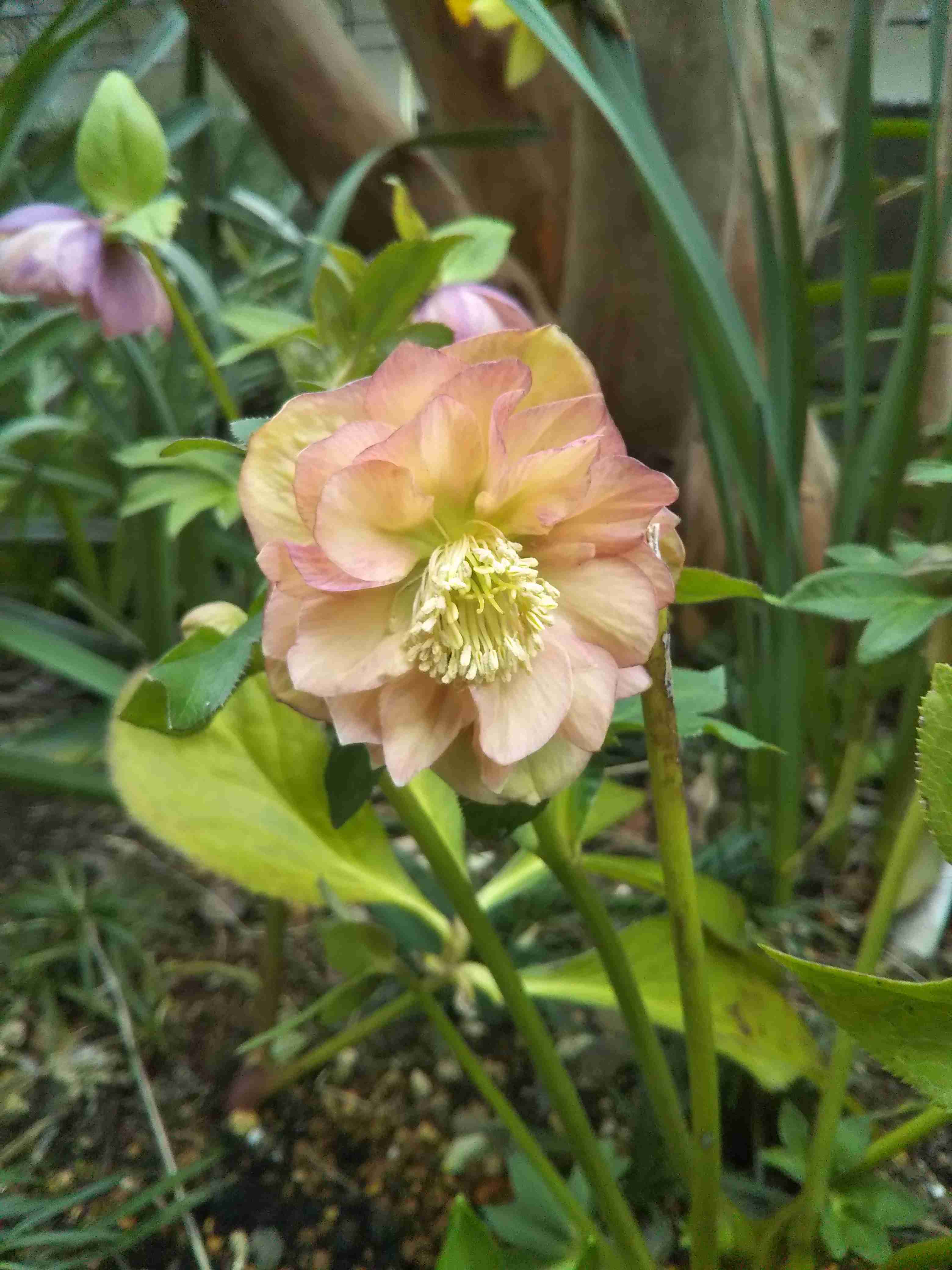 【ガーデニング】ガルちゃん園芸部【花・植物】part8