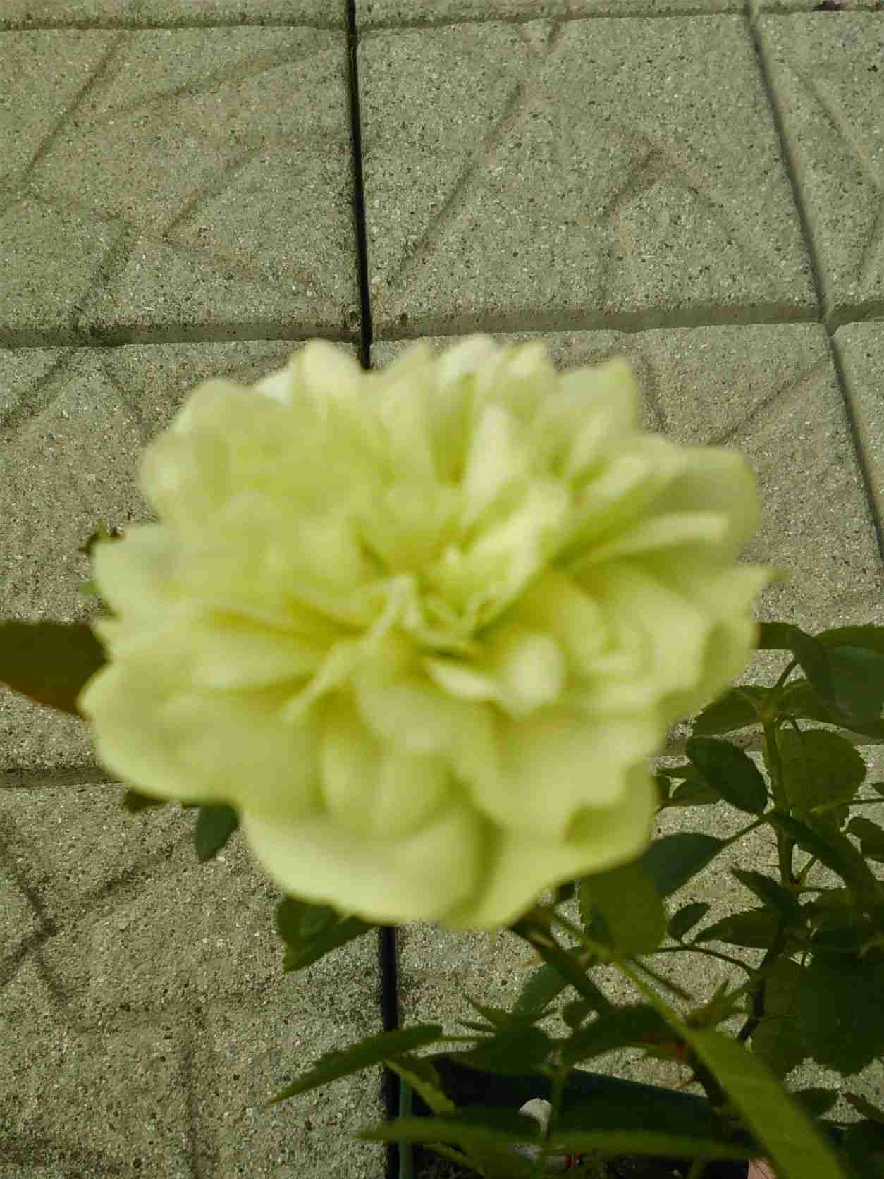 【ガーデニング】ガルちゃん園芸部【花・植物】part8