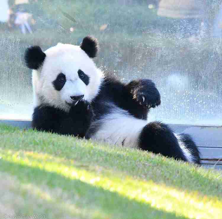 白浜のパンダ「楓浜」の1歳祝う　氷などプレゼント
