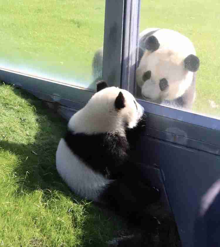 白浜のパンダ「楓浜」の1歳祝う　氷などプレゼント