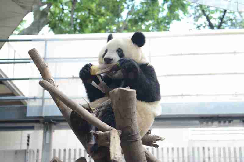 白浜のパンダ「楓浜」の1歳祝う　氷などプレゼント