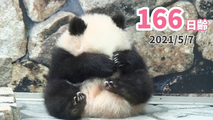 白浜のパンダ「楓浜」の1歳祝う　氷などプレゼント