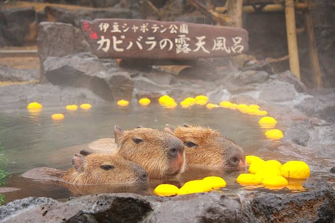 「盗撮のカリスマ」ら3人、望遠レンズで露天風呂のぞく…100m超離れて撮影・動画を売買