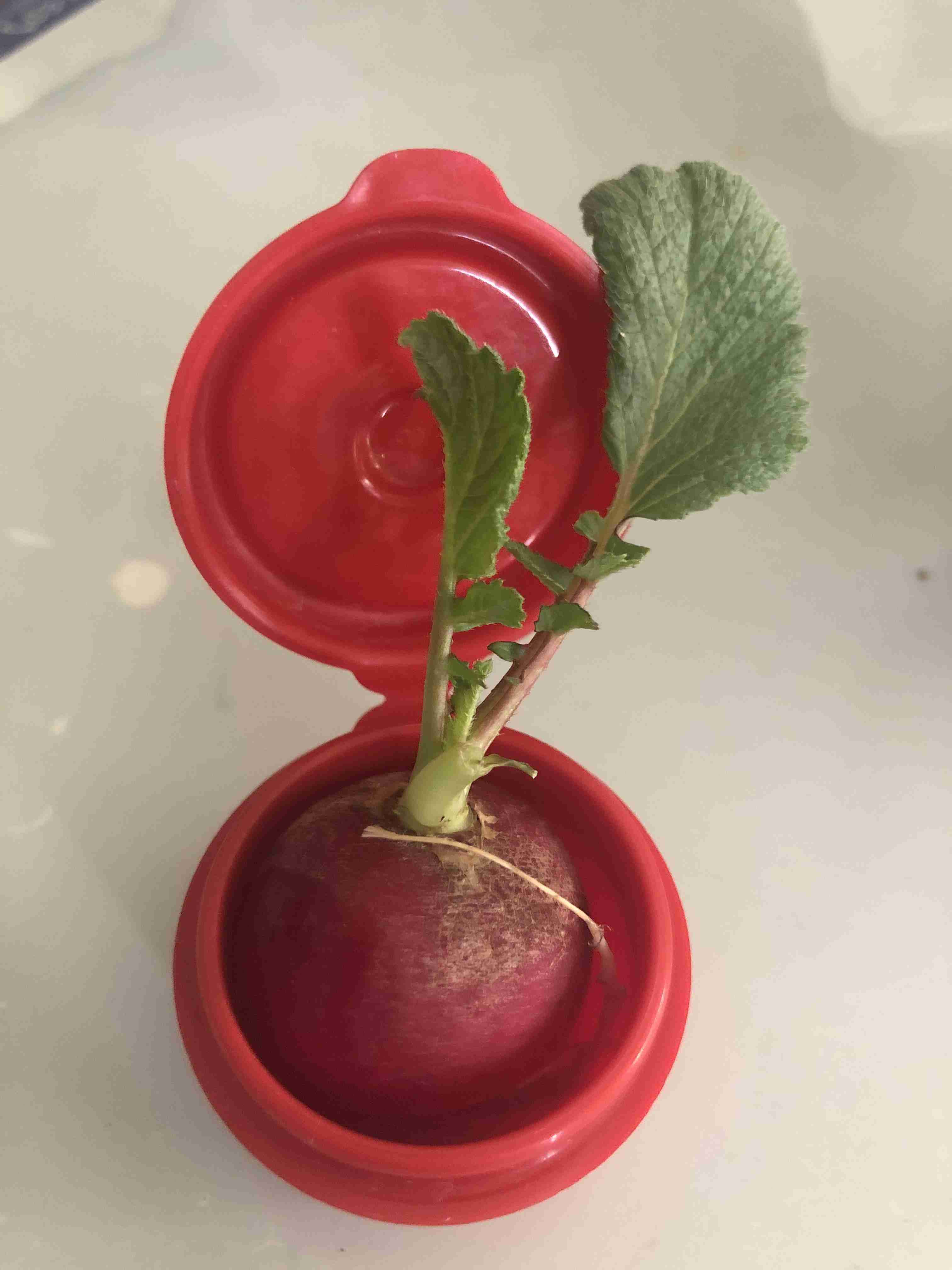 みんなのクリスマスツリーみせて!