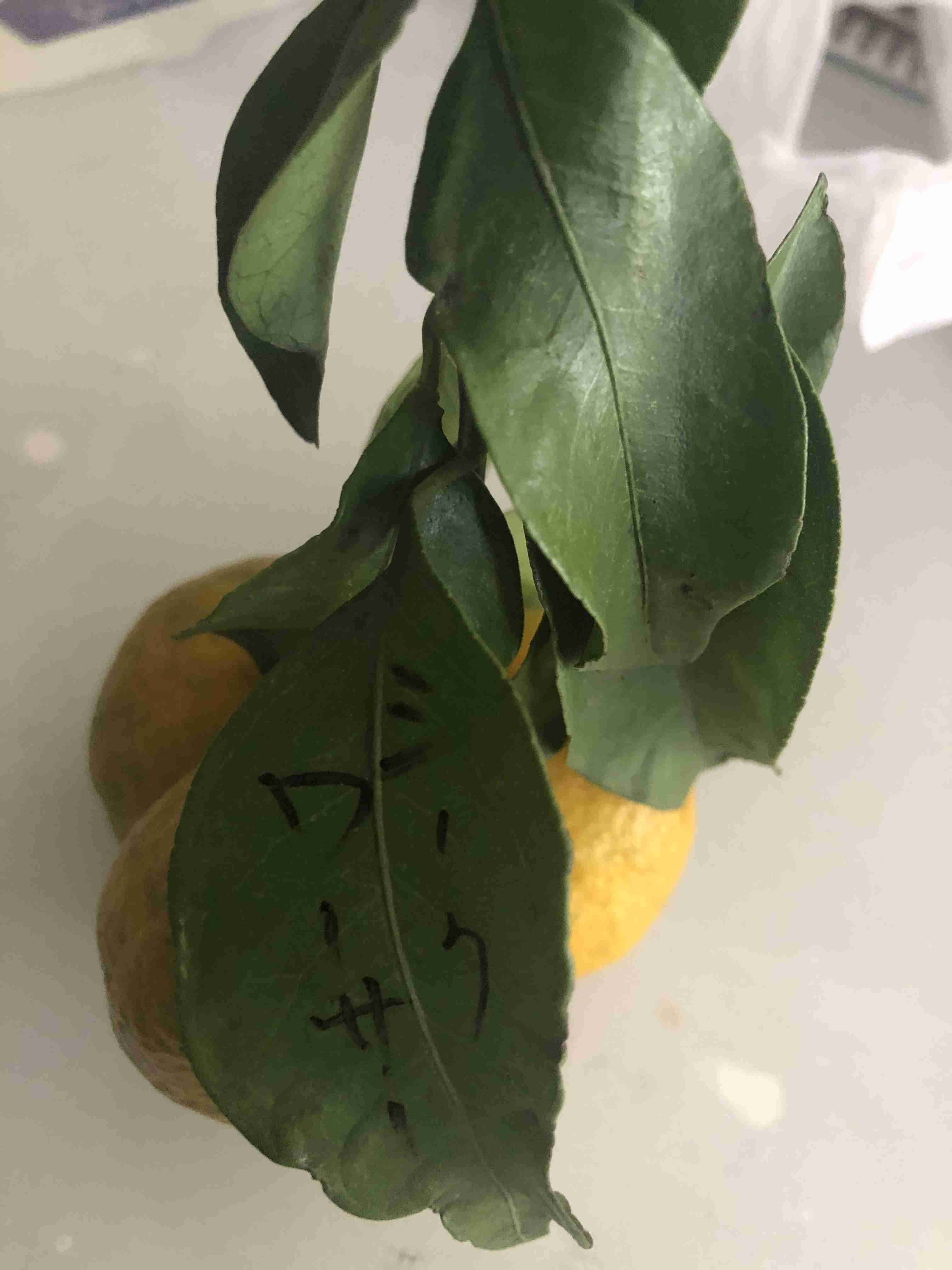 みんなのクリスマスツリーみせて!