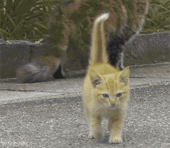 岩合光昭、猫と暮らす日常 いい子になったのは「しっかり話すようにしてから」?