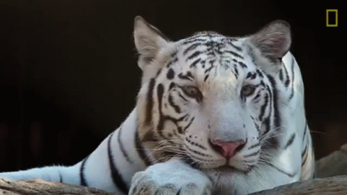 来年の干支🐯色んな虎を貼っていきましょう